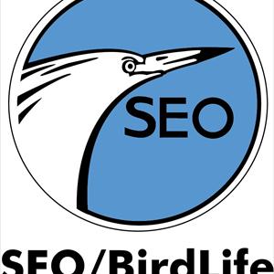 Marketing Article 2010 - Choosing An Expert SEO Service